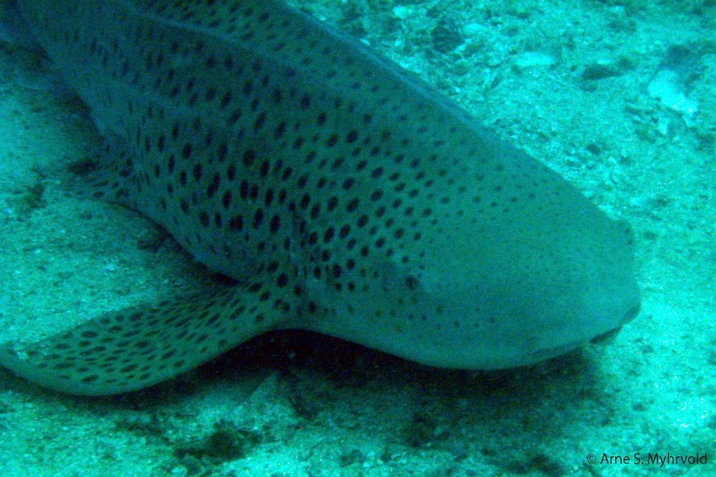 2007 - Shark Reef(9).jpg